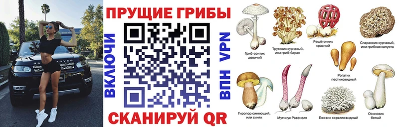 Псилоцибиновые грибы мицелий  Купить закладки  Городовиковск 